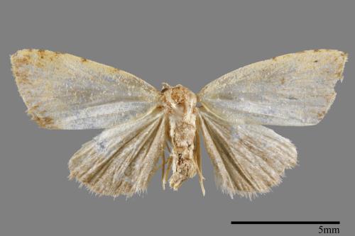 <已分類>Family：Noctuidae[夜蛾科][00008360]