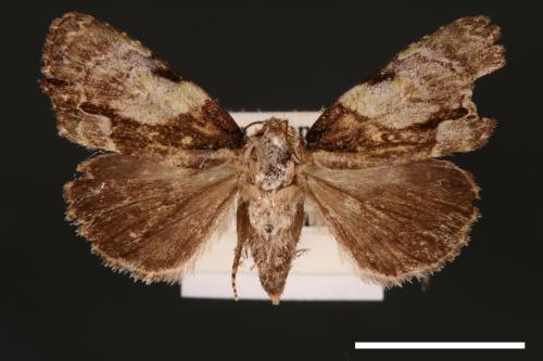 Chytonix costimacula[00002647]