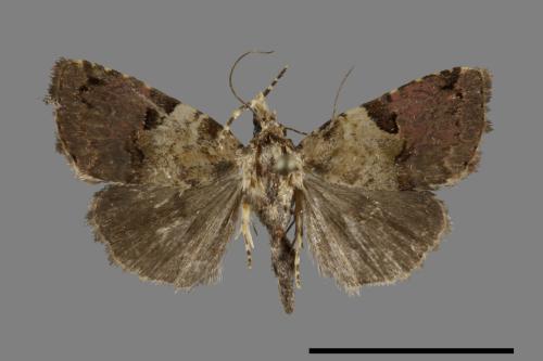 Pseudeustrotia bipartita[00099573]