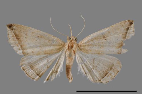 Zanclognatha heleusalis[00011645]