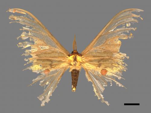 Loepa mirandula[大黃豹天蠶蛾][00089599]