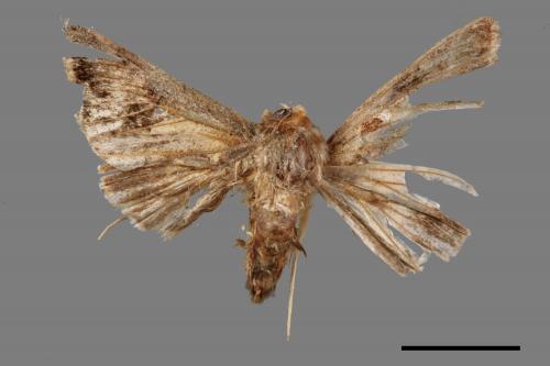 <已分類>Family：Geometridae[尺蠖蛾科][00087447]