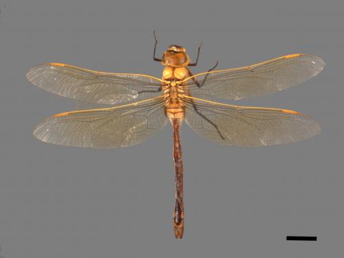 Anax parthenope julius[綠胸晏蜓][00103002]