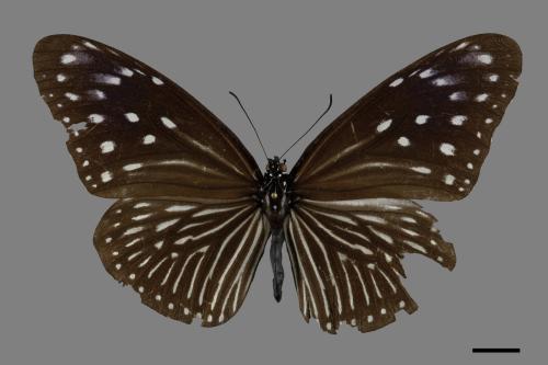 Euploea mulciber barsine[端紫斑蝶][00101972]