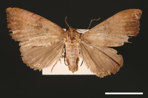 Scedopla umbrosa[00007238]