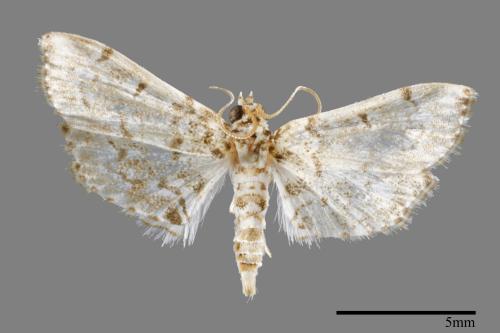 <已分類>Family：Crambidae[草螟科][00064819]