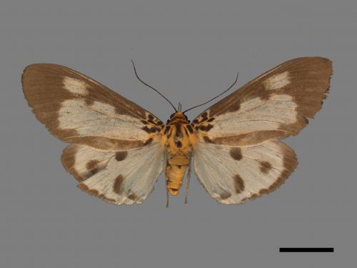 Asota plana lacteata[長斑擬燈蛾][00045587]