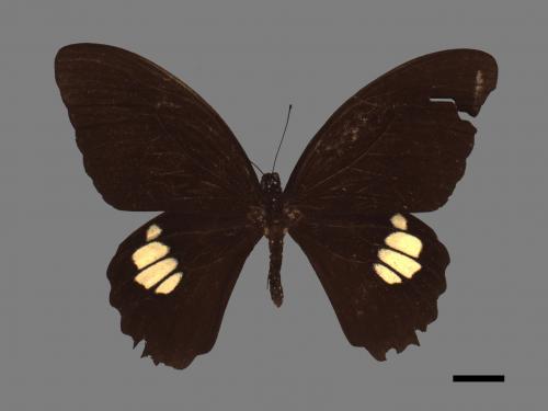 Papilio castor formosanus[無尾白紋鳳蝶][00014431]