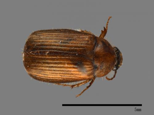 <已分類>Family：Scarabaeidae[金龜子科][00084145]