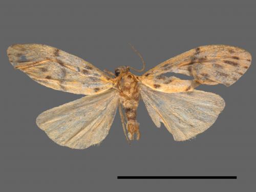 Asura acteola[台條紋豔苔蛾][00021963]