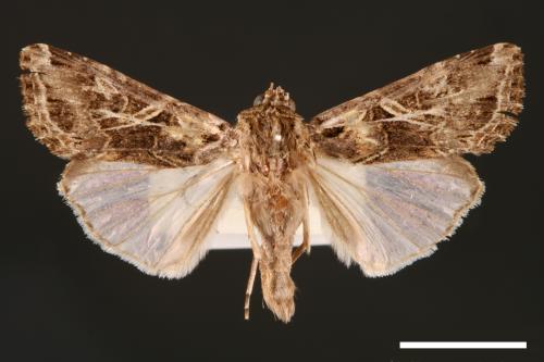 Spodoptera litura[斜紋夜蛾][00002866]