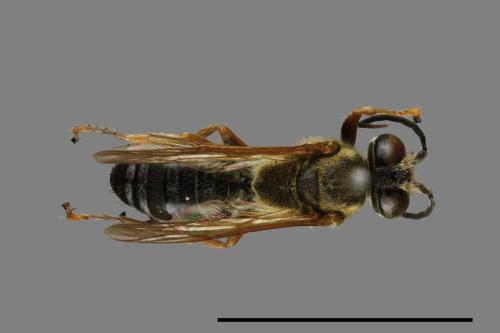 <已分類>Family：Sphecidae[細腰蜂科][00072293]