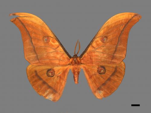 Antheraea yamamai superba[大透目天蠶蛾][00016083]