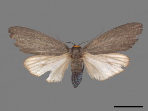 Paraona staudingeri[烏閃苔蛾][00045981]