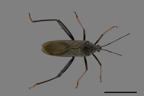 Notobitus meleagris[黑竹緣蝽][00075342]