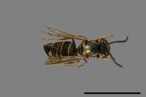 Vespula flaviceps[細黃胡蜂][00073211]