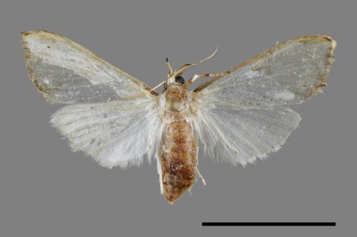 <已分類>Family：Crambidae[草螟科][00091748]