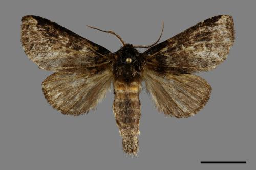 Neodrymonia seriatopunctata[黃肩舟蛾][00094876]