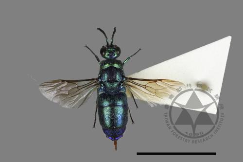 <已分類>Family：Chrysididae[青蜂科][00123846]