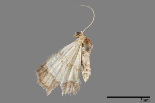 Idaea sugillata[褐闊邊波姬尺蛾][00019464]