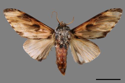 Neopheosia fasciata fasciata[00014496]