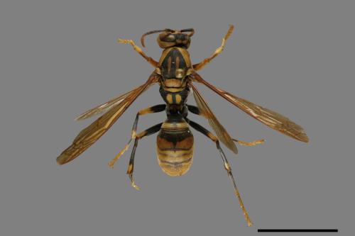 Polistes rothneyi[黃長腳蜂][00072574]