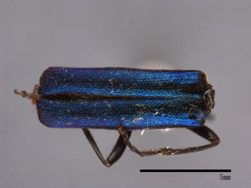 <已分類>Family：Cantharidae[菊虎科][00046913]
