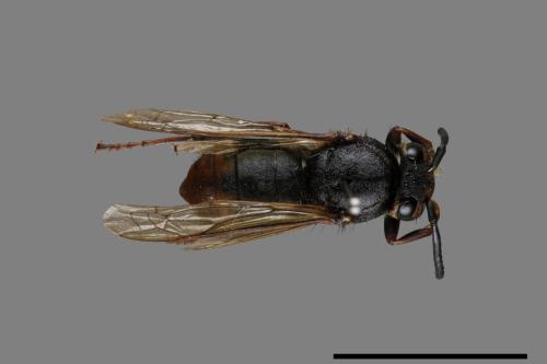 Vespula flaviceps[細黃胡蜂][00073157]