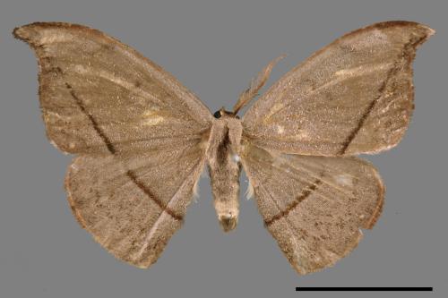 Albara reversaria opalescens[單帶鉤蛾][00038800]