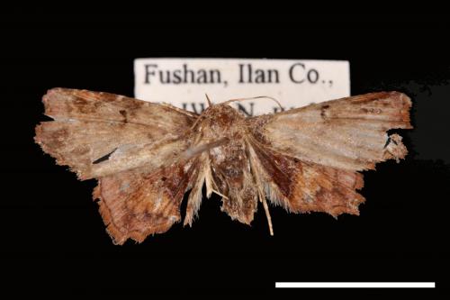 Ectogoniella pangraptalis[00007599]