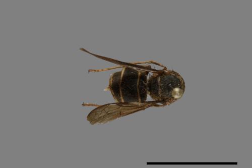 Vespula flaviceps[細黃胡蜂][00073209]