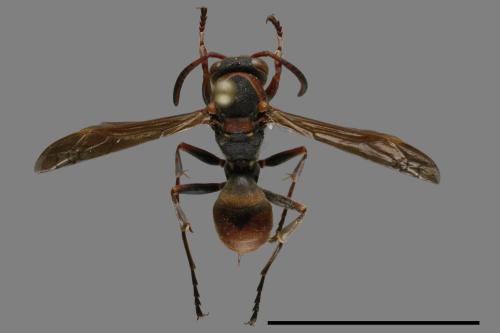 Polistes eboshinus[姬長腳蜂][00120450]