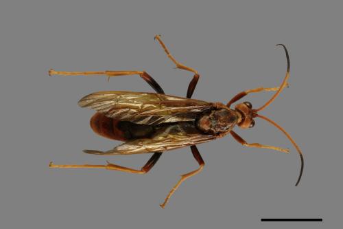 <已分類>Family：Ichneumonidae[姬蜂科][00075660]