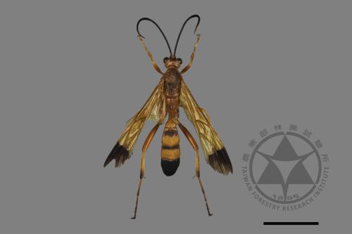 <已分類>Family：Ichneumonidae[姬蜂科][00198432]