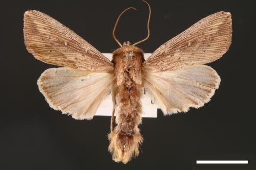 Mythimna separata[00001610]