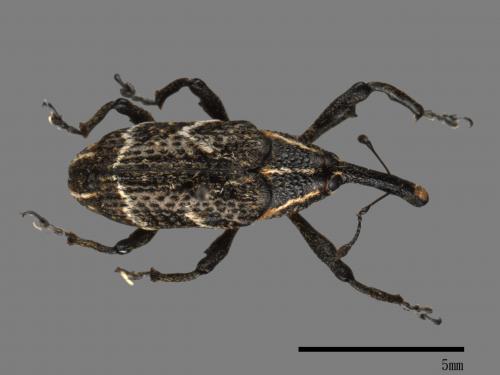 <已分類>Family：Curculionidae[象鼻蟲科][00082654]