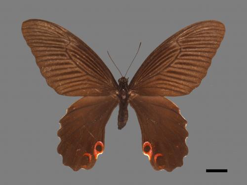 Papilio protenor protenor[黑鳳蝶][00014099]