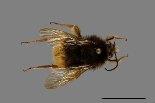 Bombus flavescens[黃色熊蜂][00074722]