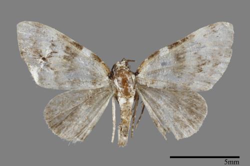 <已分類>Family：Noctuidae[夜蛾科][00092960]