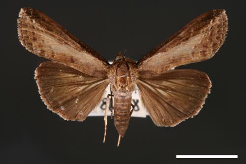 Lophoptera squammigera[暗裙脊蕊夜蛾][00003893]