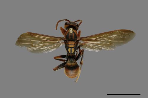 Polistes jokahamae[果馬蜂][00072576]