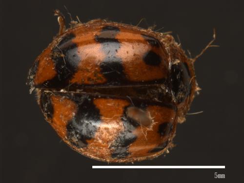 Harmonia octomaculata[八斑和瓢蟲][00054119]