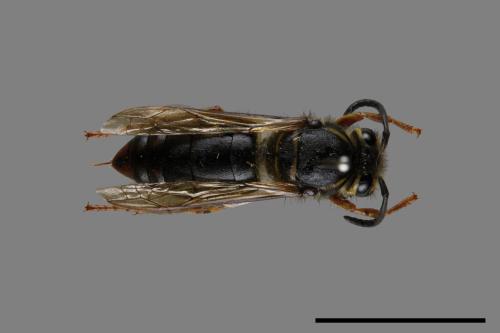 Vespula flaviceps[細黃胡蜂][00073173]
