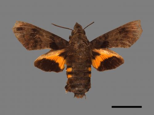 Macroglossum pyrrhosticta[黃斑長喙天蛾][00016915]