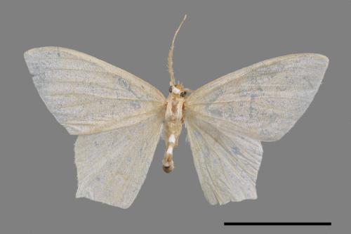 <已分類>Family：Geometridae[尺蠖蛾科][00042739]