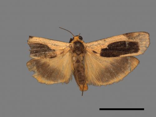 Thysanoptyx incurvata[長斑土苔蛾][00045849]