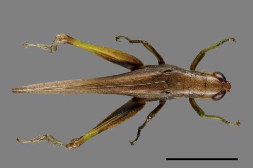 <已分類>Order：Orthoptera[直翅目][00054423]