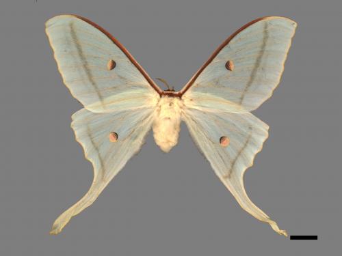 Actias selene ningpoana[長尾水青蛾][00016367]