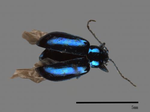 <已分類>Family：Chrysomelidae[金花蟲科][00043558]