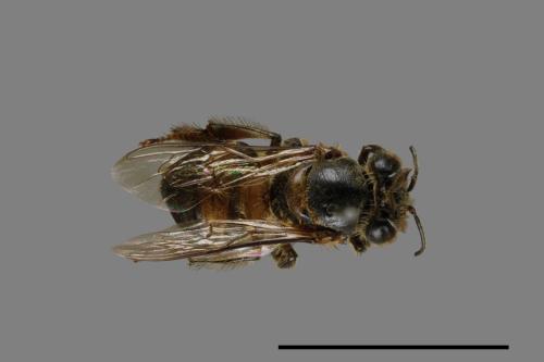 <已分類>Family：Apidae[蜜蜂科][00072430]